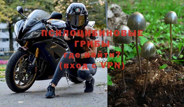 прущие грибы Вязники