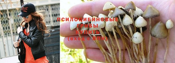 прущие грибы Вязники